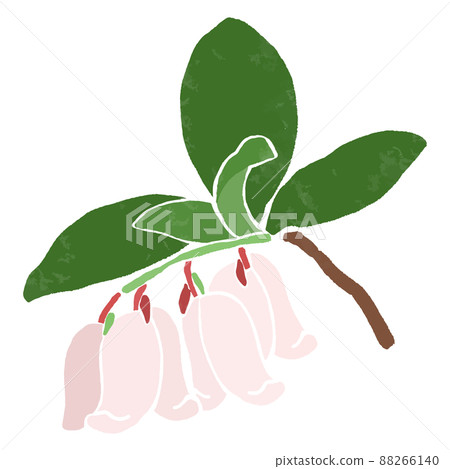 一個簡單的越橘的手繪矢量圖 88266140