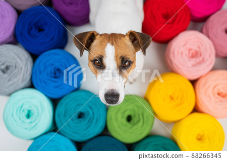 Jack russell terrier dog near multi-colored cotton yarn. The assortment of the store for needlework. Top view. 88266345
