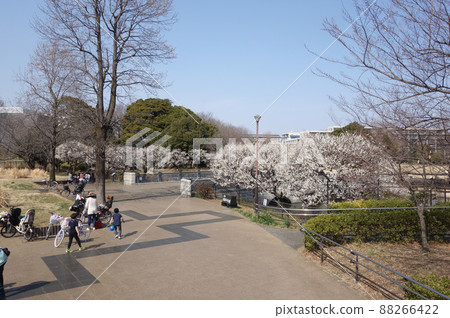 Plum blossoms in Musashi Kokubunji Park (Izumi district, Deai Square) 88266422
