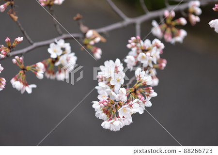 Cherry Blossoms	 88266723