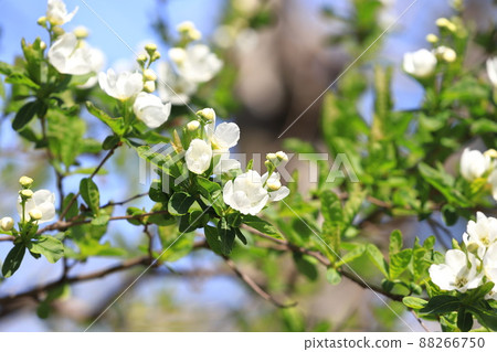 純白的琉球花蕾 純白的琉球花蕾 88266750