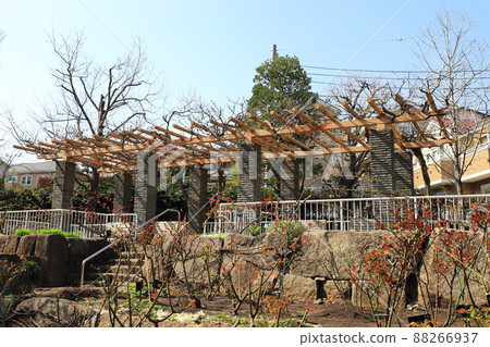 赤塚植物園 玫瑰園 板橋區赤塚 88266937