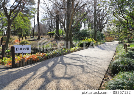 Akatsuka Botanical Garden "Wild Grass Road" Akatsuka, Itabashi-ku 88267122