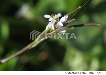 White flowers of Cardamine flexuosa blooming in the spring fields of Japan 88267246