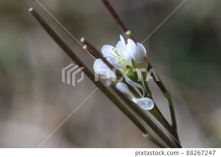 White flowers of Cardamine flexuosa blooming in the spring fields of Japan 88267247