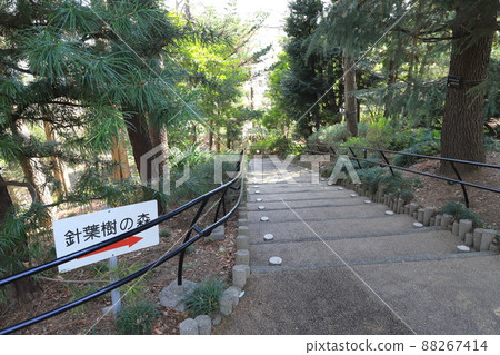 Akatsuka Botanical Garden "Coniferous Forest" Akatsuka, Itabashi-ku 88267414