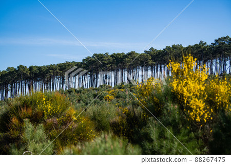 Yellow broom flowers in a pine forest, Forest massif at Carcans Plage, pine forest near Lacanau, on 88267475
