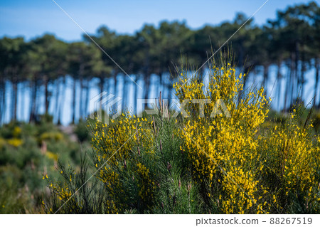 Yellow broom flowers in a pine forest, Forest massif at Carcans Plage, pine forest near Lacanau, on 88267519