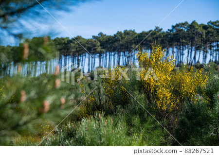 Yellow broom flowers in a pine forest, Forest massif at Carcans Plage, pine forest near Lacanau, on 88267521