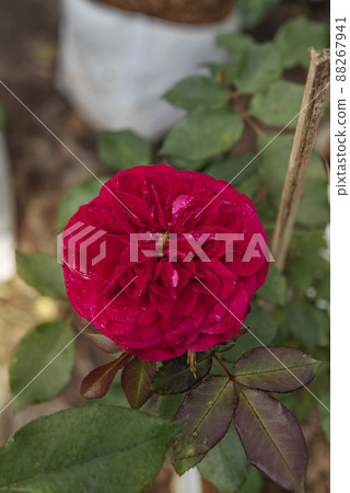 fresh red rose flower in a garden fresh red rose flower in a garden 88267941