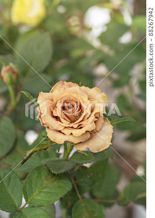 fresh rose flower in a garden fresh rose flower in a garden 88267942