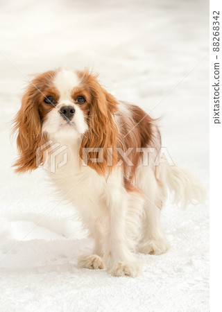 Cavalier King Charles Spaniel in a snow 88268342