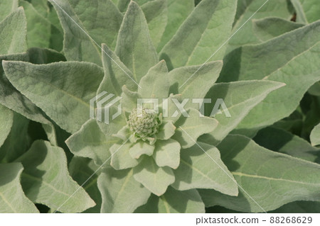 Velvet moose leaf 88268629