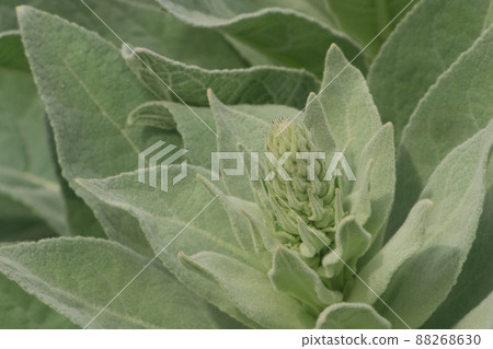 Velvet moose leaf Velvet moose leaf 88268630