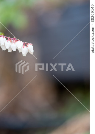 Spring flowers blooming in the garden Erica Verecunda Spring flowers blooming in the garden Erica Verecunda 88269149