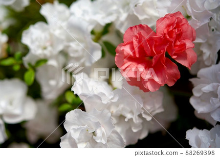 Azalea Azalea 88269398