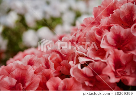 Azalea Azalea 88269399