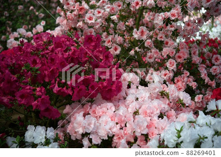 Azalea Azalea 88269401