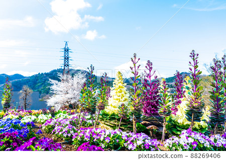 春天花壇、葉牡丹花、月子城山公園 88269406