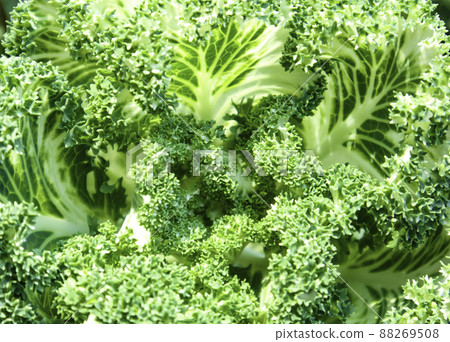 Fresh tasty and healthy lettuce 88269508