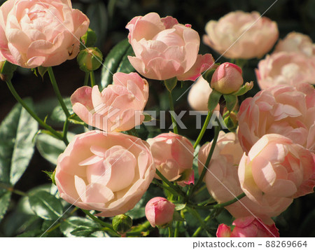 Rosehill Amagase Rose Sweet Mothers Day, Amagasemachi Itsuma City, Hita City, Oita Prefecture 88269664