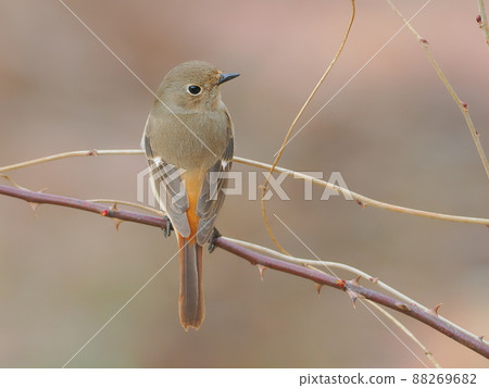Daurian Redstart I met in Yamazato 88269682