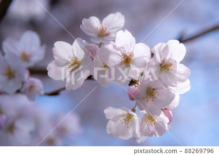 春天的形象:漂亮的櫻花花瓣特寫 春天的形象:漂亮的櫻花花瓣特寫 88269796