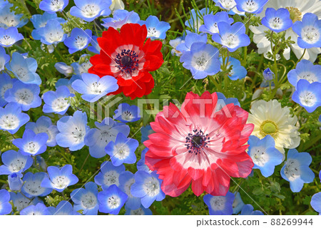 Anemone in the nemophila field 88269944