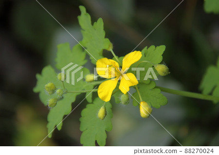 白屈菜 白屈菜 88270024