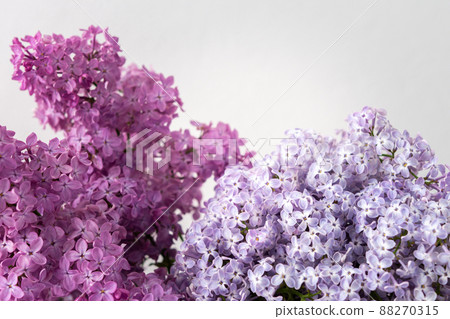 Bouquet of lilac close up Bouquet of lilac close up 88270315