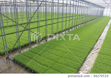 水稻苗房 水稻種植前一周 水稻苗房 水稻種植前一周 88270519
