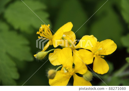 白屈菜 白屈菜 88271080