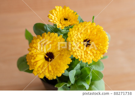 Calendula, gardening, gardening, flowers, plants, pots 88271738