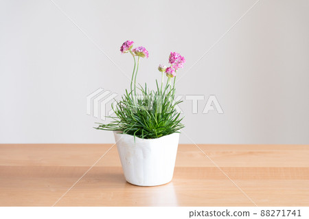 Almeria, gardening, gardening, flowers, plants, pots Almeria, gardening, gardening, flowers, plants, pots 88271741