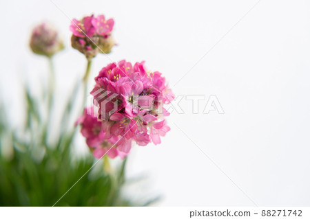 Almeria, gardening, gardening, flowers, plants, pots Almeria, gardening, gardening, flowers, plants, pots 88271742