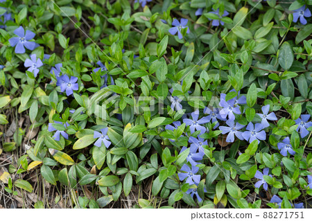 Periwinkle, gardening, horticulture, flowers, plants Periwinkle, gardening, horticulture, flowers, plants 88271751