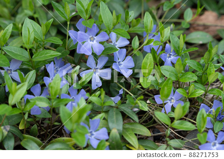 Periwinkle, gardening, horticulture, flowers, plants Periwinkle, gardening, horticulture, flowers, plants 88271753