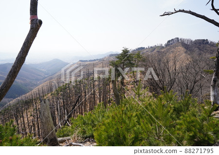 Climb the Senningatake mountain climbing course from Hishimachi, Kiryu city. Go straight on the branch to Senningatake and follow the ridge on the right bank 88271795