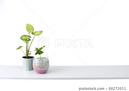 Room image of shelves and foliage plants 88272011