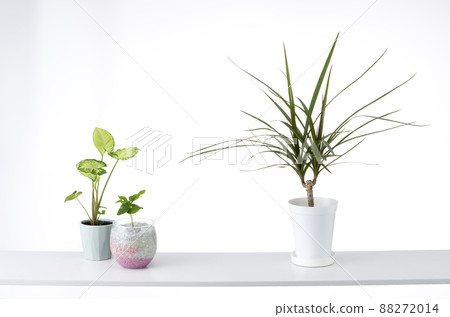 Room image of shelves and foliage plants Room image of shelves and foliage plants 88272014
