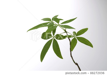 觀賞植物和白色背景 88272036