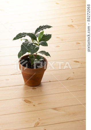 Houseplants and floors 88272068