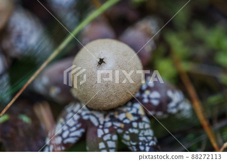 Tsuchiguri Tsuchiguri Mushroom Tsuchiguri Tsuchiguri Mushroom 88272113