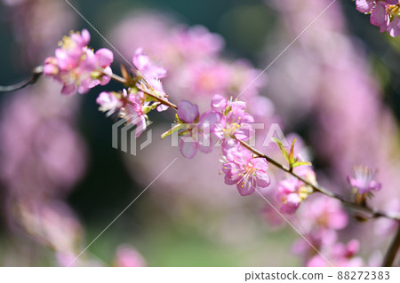 Flower of Prunus tomentosa 88272383
