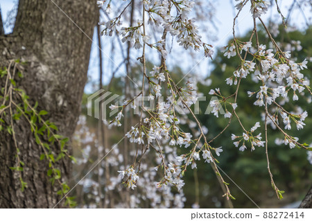 Weeping cherry tree Weeping cherry tree 88272414