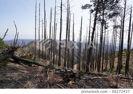 Climb the Senningatake mountain climbing course from Hishimachi, Kiryu city. Go straight on the branch to Senningatake and follow the ridge on the right bank. Black withered forest 88272437