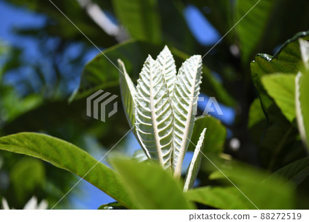 Young leaves of loquat 88272519