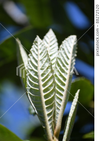 Young leaves of loquat 88272520