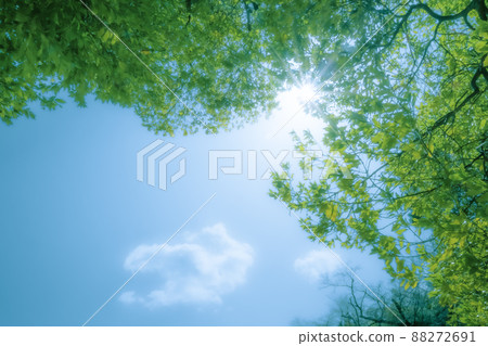 Sunbeams from the blue sky and fresh green 88272691