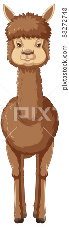 An alpaca on white background An alpaca on white background 88272748